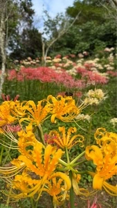 みろく自然公園フィールドアスレチック