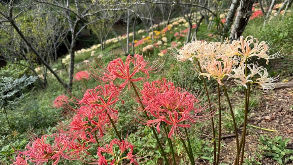 みぃさんが投稿したみろく自然公園フィールドアスレチックに関する口コミの画像