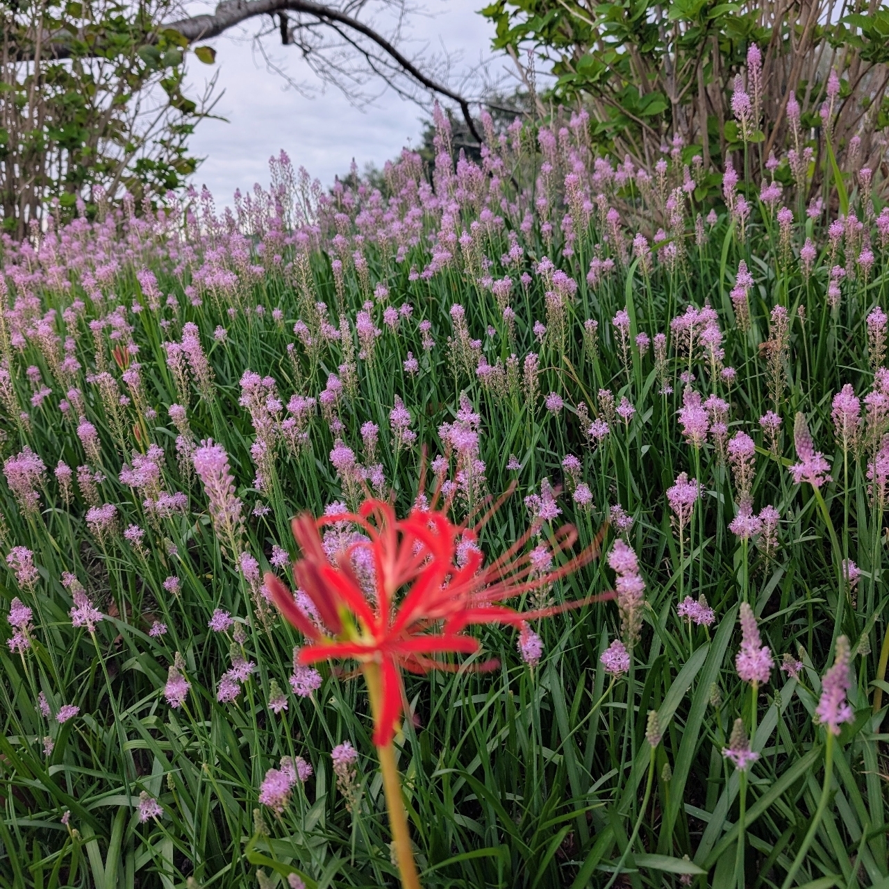 ぬっくさんが投稿した芸濃観光イチゴに関する口コミの画像