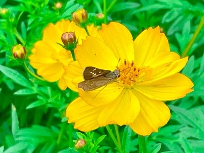 浜離宮恩賜庭園のお花畑