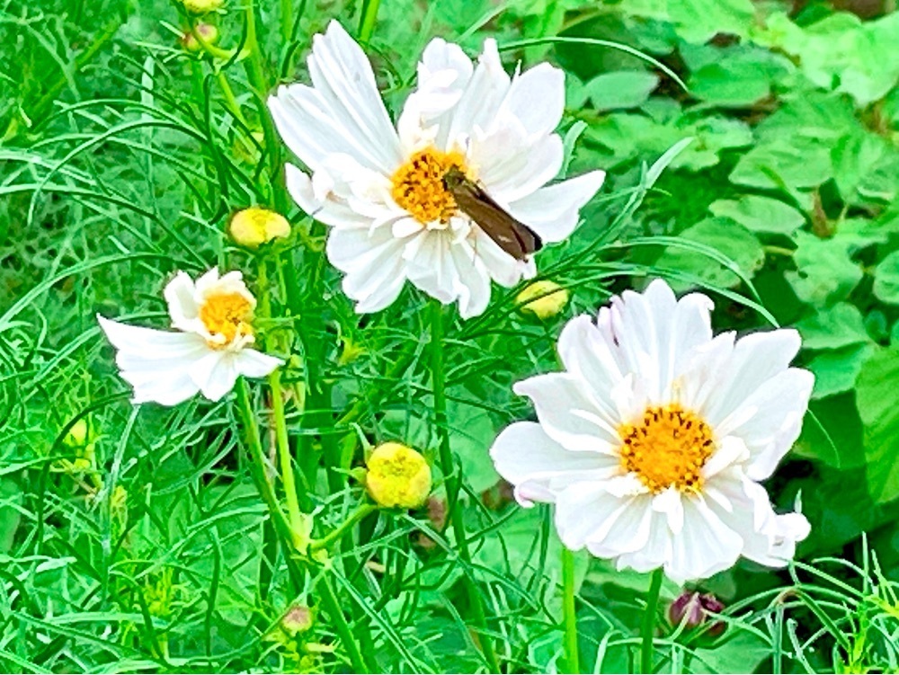 active34さんが投稿した浜離宮恩賜庭園のお花畑に関する口コミの画像