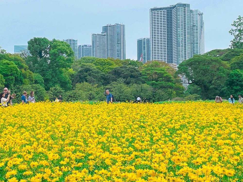 active34さんが投稿した浜離宮恩賜庭園のお花畑に関する口コミの画像