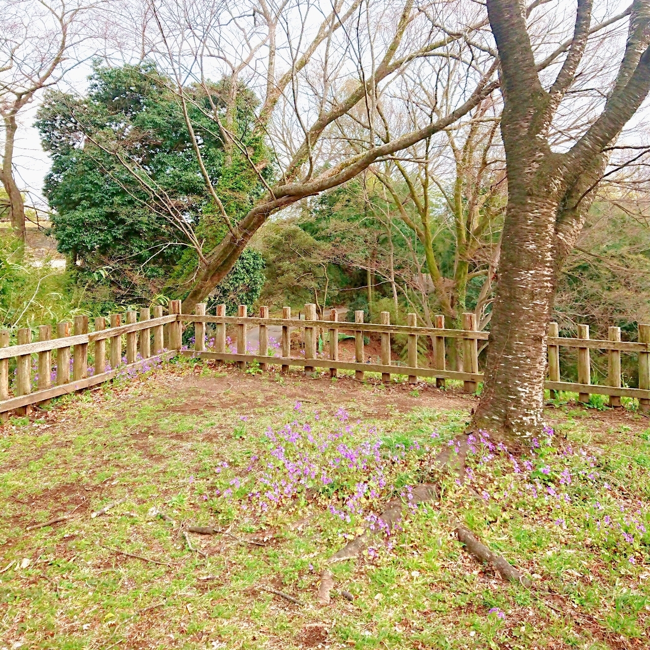 ℍ𝕚𝕤𝕒𝕞𝕒𝕣𝕦-𝕔𝕙𝕒𝕟さんが投稿した史跡金山城跡に関する口コミの画像