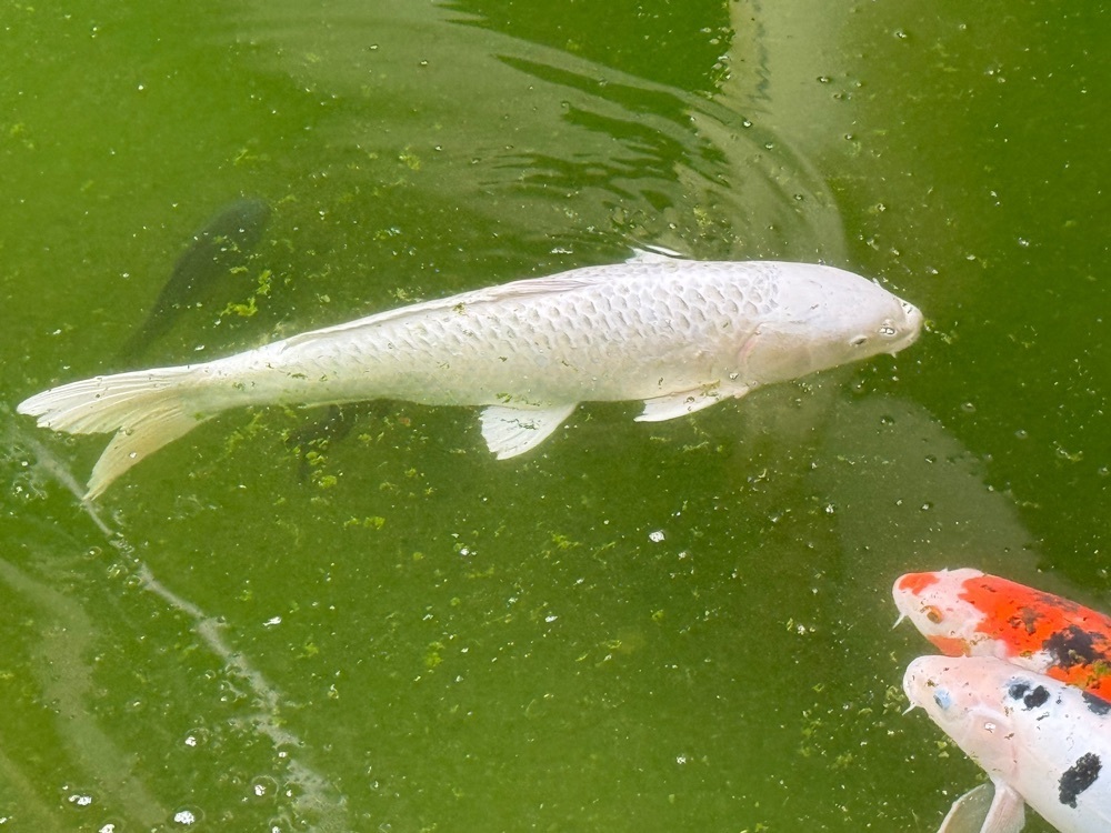 みゆきさんが投稿した華鳳に関する口コミの画像