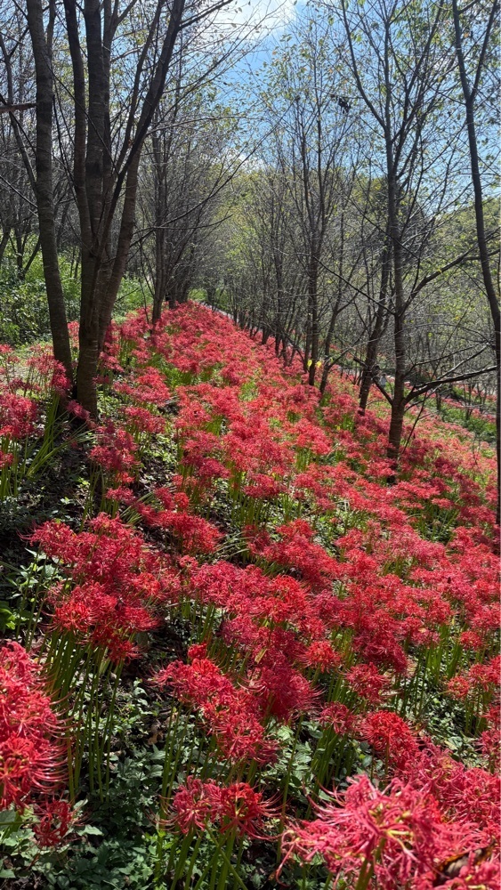 みぃさんが投稿した宝山湖に関する口コミの画像
