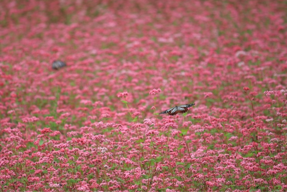 taka_wildflowerさんが投稿した信州伊那高原赤そばの里に関する口コミの画像