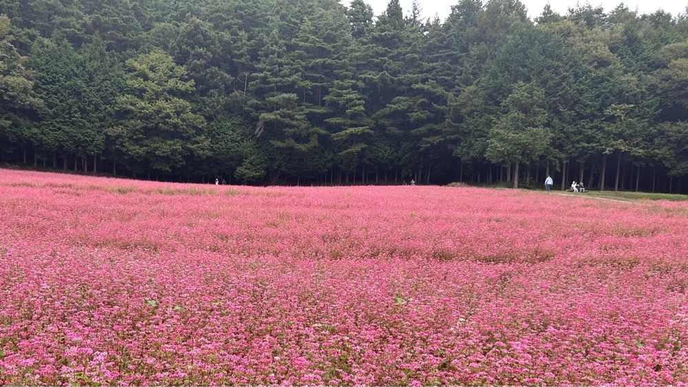 taka_wildflowerさんが投稿した信州伊那高原赤そばの里に関する口コミの画像