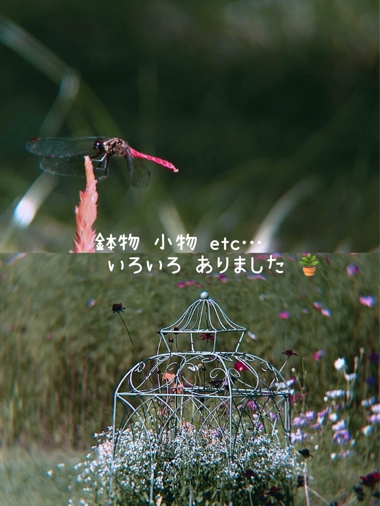 兎きち さんが投稿した生駒高原のコスモスに関する口コミの画像