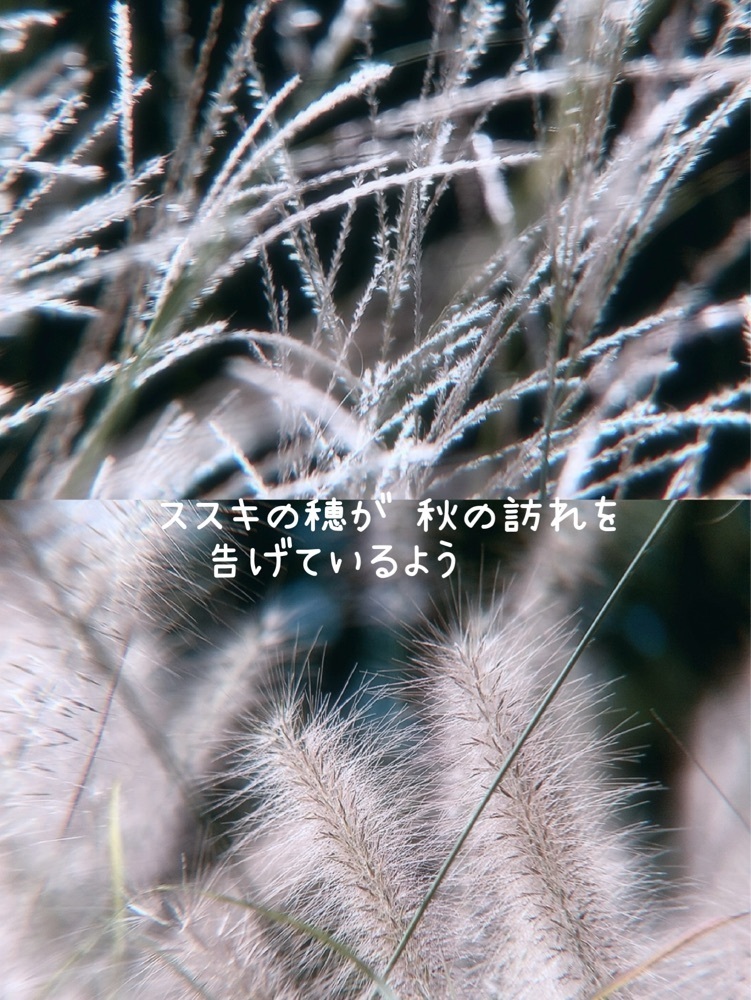 兎きち さんが投稿した生駒高原のコスモスに関する口コミの画像