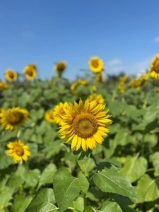 うきうき豊野ひまわり園