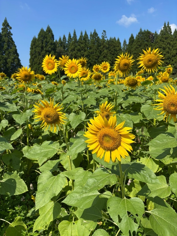 luckyさんが投稿したうきうき豊野ひまわり園に関する口コミの画像