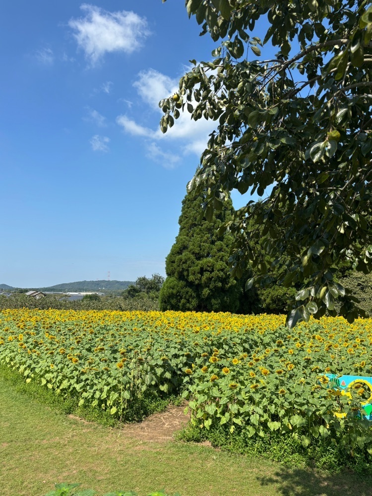 luckyさんが投稿したうきうき豊野ひまわり園に関する口コミの画像