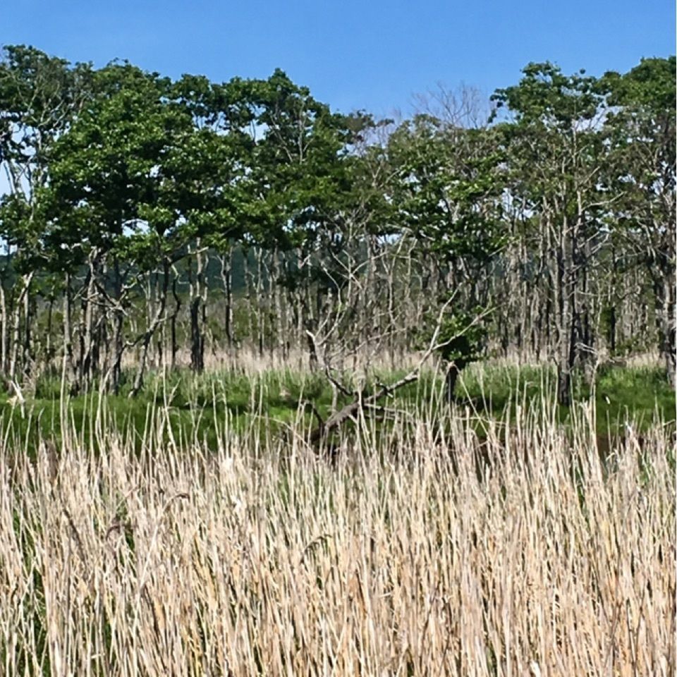yoshiさんが投稿した達古武湖に関する口コミの画像