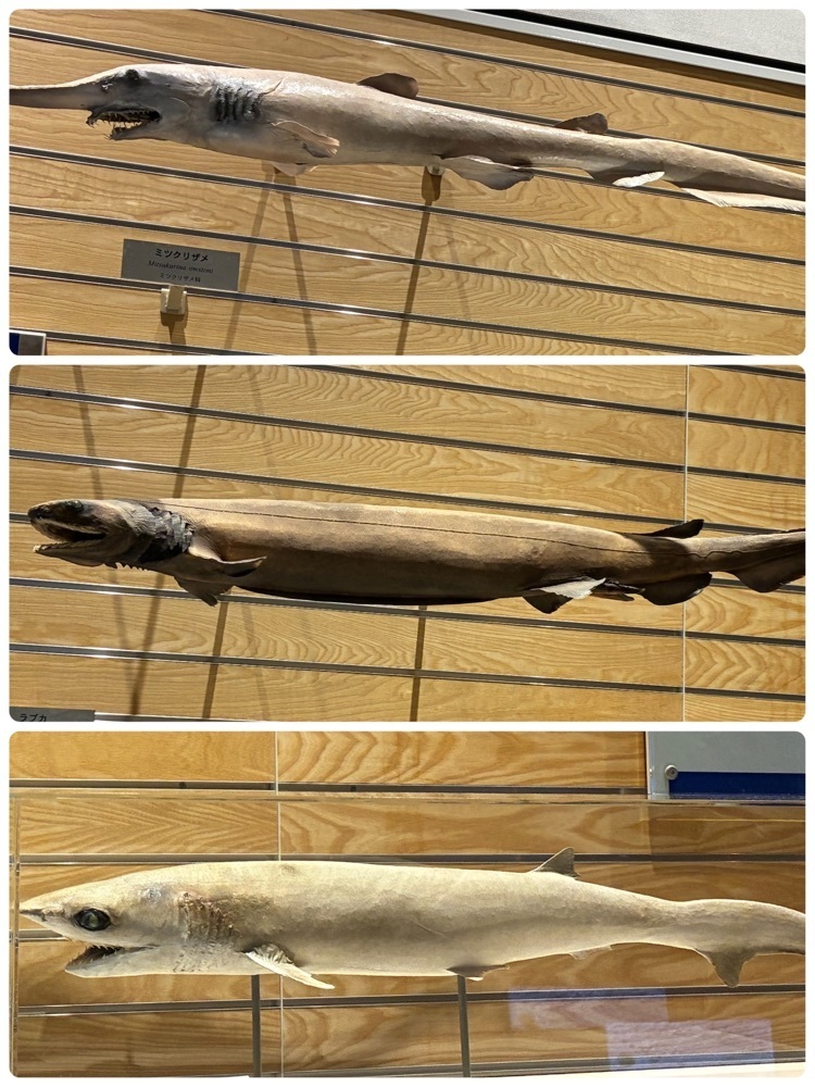 delicious_museum_7212さんが投稿した千葉県立中央博物館分館海の博物館に関する口コミの画像