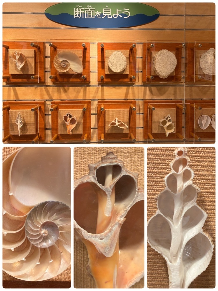 delicious_museum_7212さんが投稿した千葉県立中央博物館分館海の博物館に関する口コミの画像