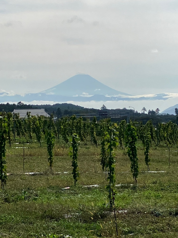 Nさんが投稿したGRANDVERT VINEYARD（グランヴェール ヴィンヤード）に関する口コミの画像