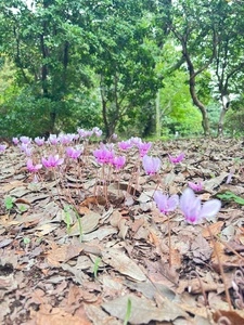 国営昭和記念公園日本庭園