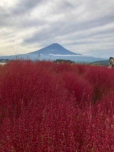 河口湖自然生活館