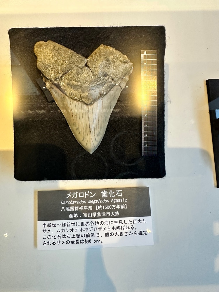 BOM-BA-YEさんが投稿した魚津埋没林博物館に関する口コミの画像