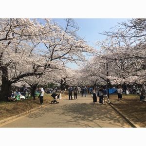 代々木公園ケヤキ並木