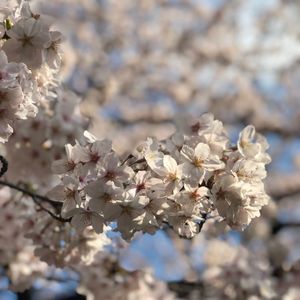 新宿御苑の桜