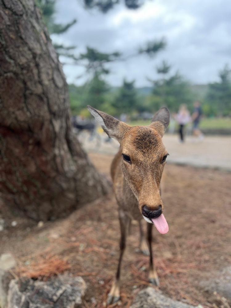 ponponao②さんが投稿した興福寺に関する口コミの画像