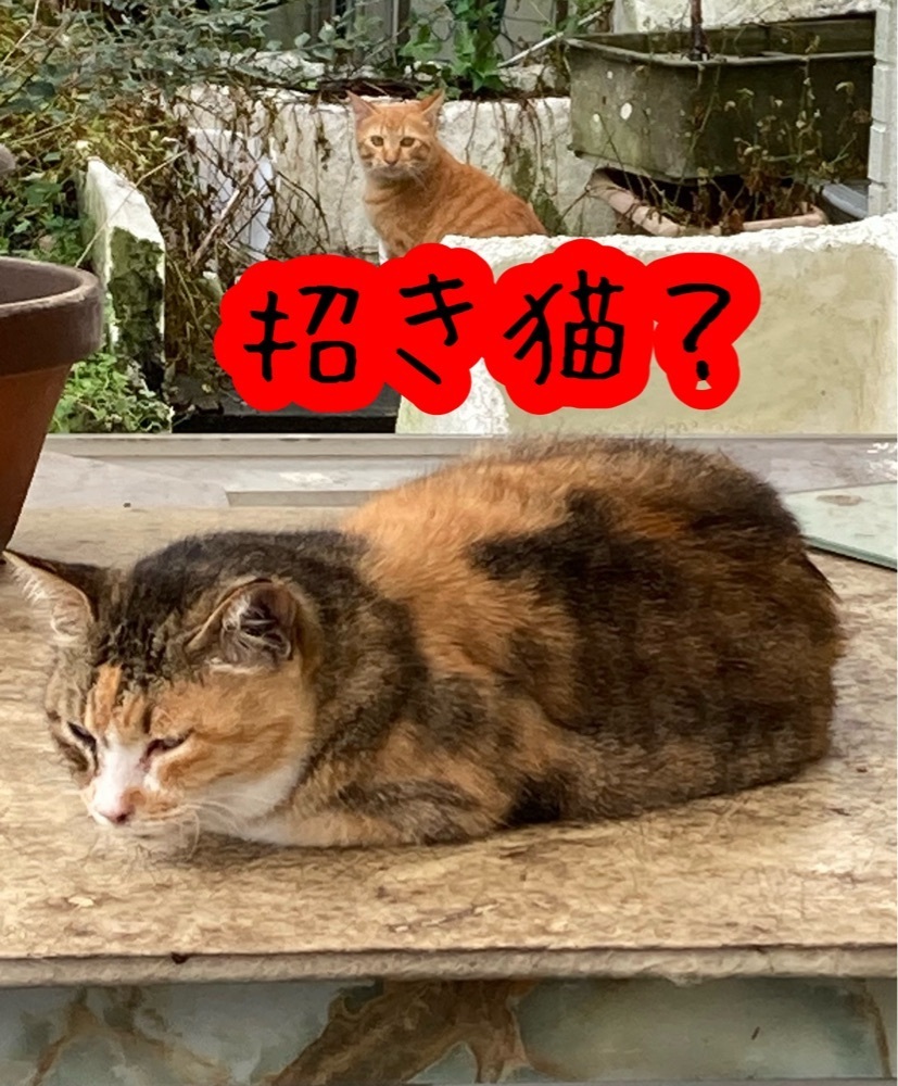 うーとらマンさんが投稿した海の幸レストラン バイキングに関する口コミの画像