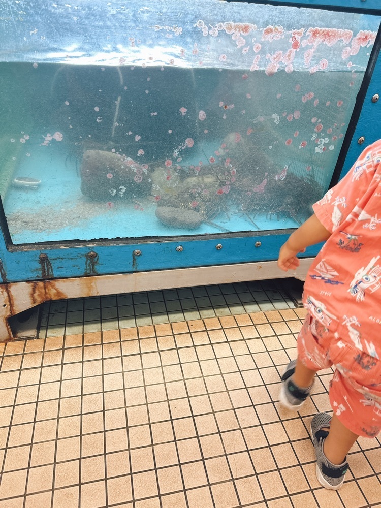 stealthさんが投稿した海力（カイリキ）に関する口コミの画像