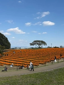 マリーゴールドの丘公園