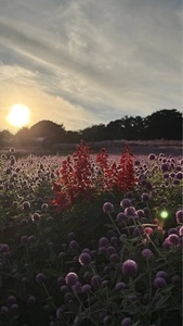 あわじ花さじき