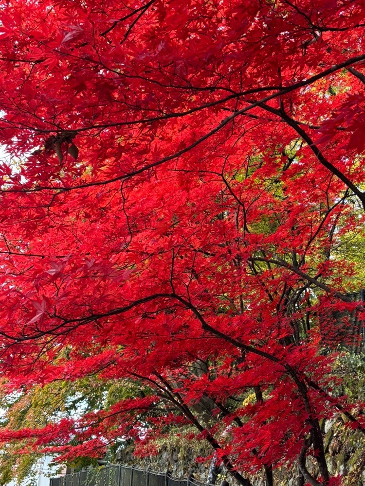 それなはとけさんが投稿した香雲館に関する口コミの画像
