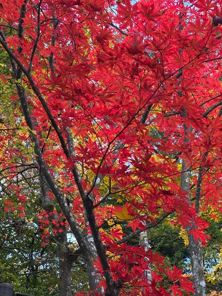 それなはとけさんが投稿した香雲館に関する口コミの画像