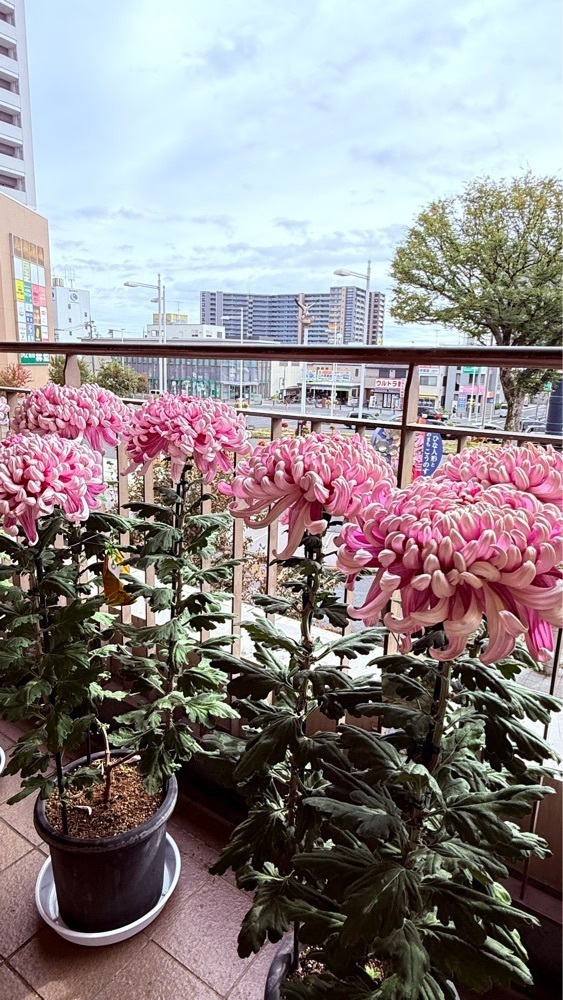 miiさんが投稿した鴻巣駅に関する口コミの画像