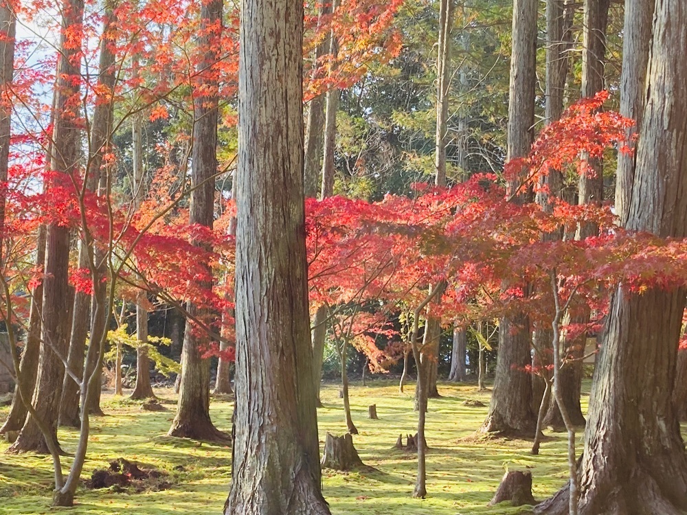 うーとらマンさんが投稿した曹源寺に関する口コミの画像