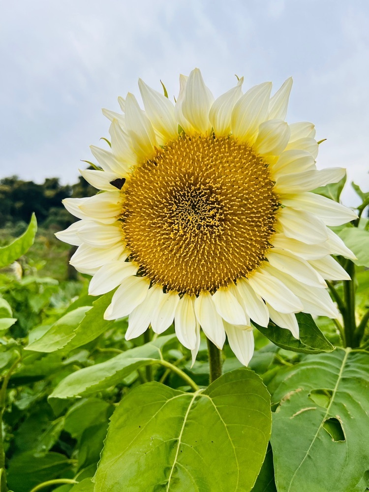 そしじさんが投稿したアイリスの丘に関する口コミの画像