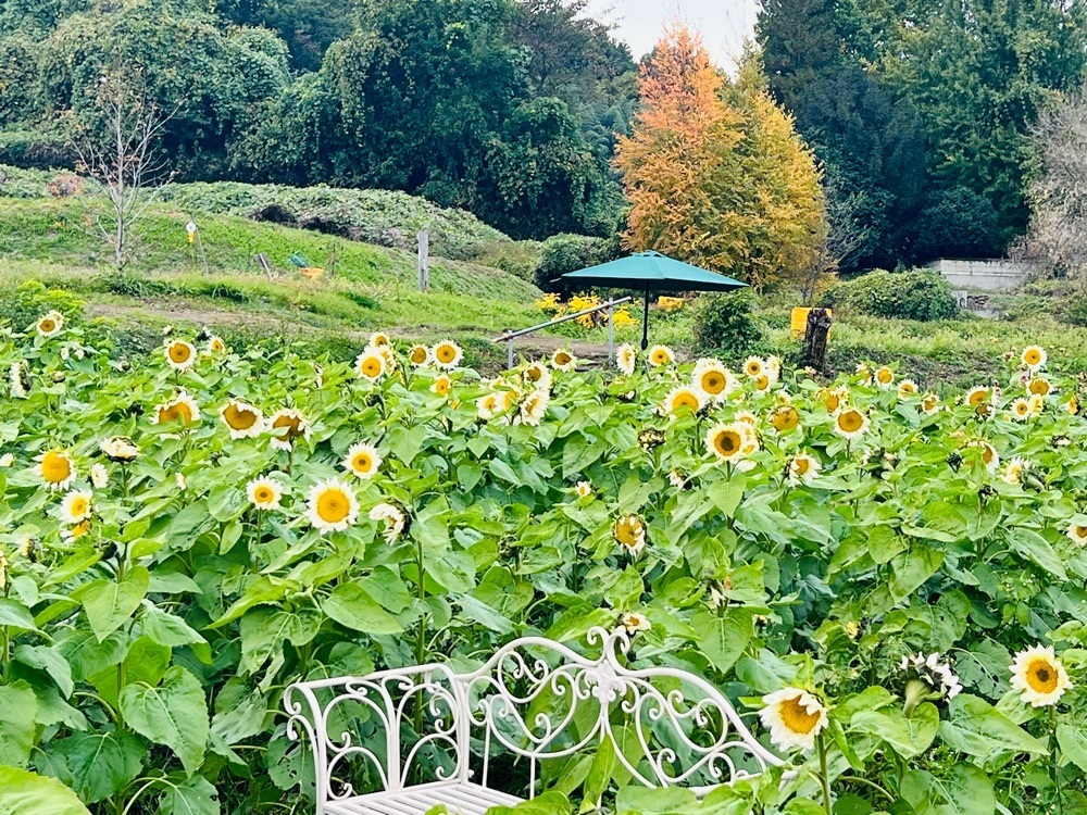 そしじさんが投稿したアイリスの丘に関する口コミの画像