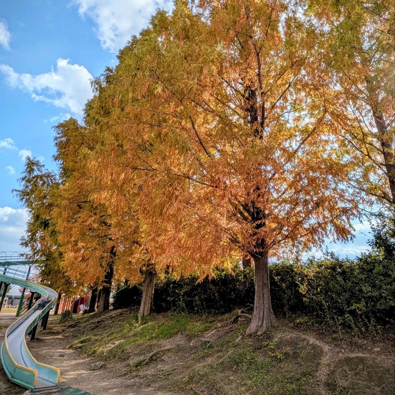 ぬっくさんが投稿したひばり公園に関する口コミの画像