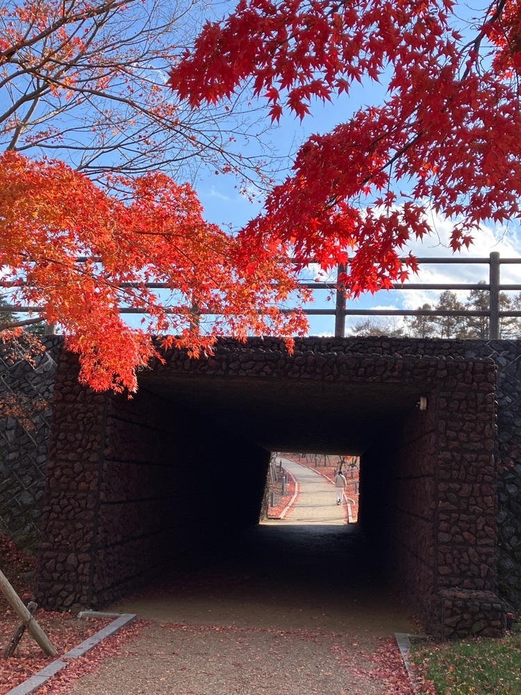 Nさんが投稿した鐘山の滝に関する口コミの画像