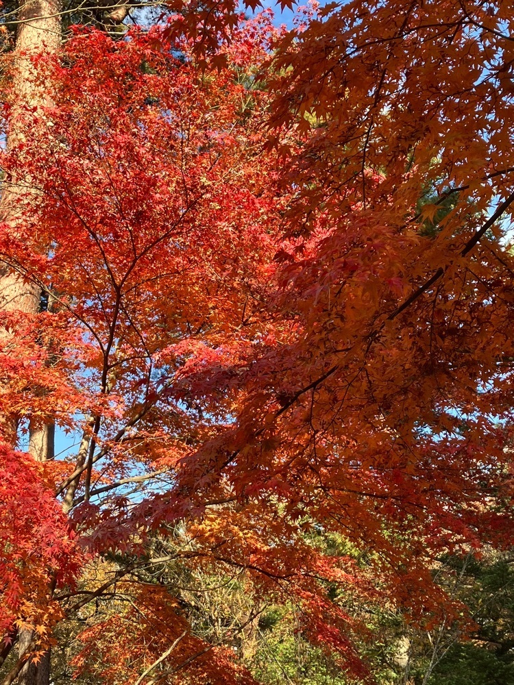 Nさんが投稿した鐘山の滝に関する口コミの画像