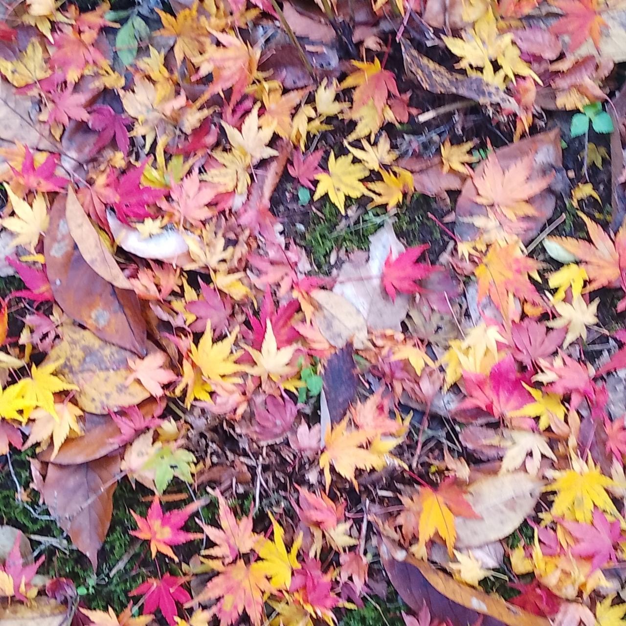 のんびりんこさんが投稿した河鹿橋に関する口コミの画像