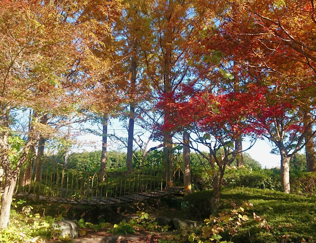 ℍ𝕚𝕤𝕒𝕞𝕒𝕣𝕦-𝕔𝕙𝕒𝕟さんが投稿した見沼元圦公園に関する口コミの画像