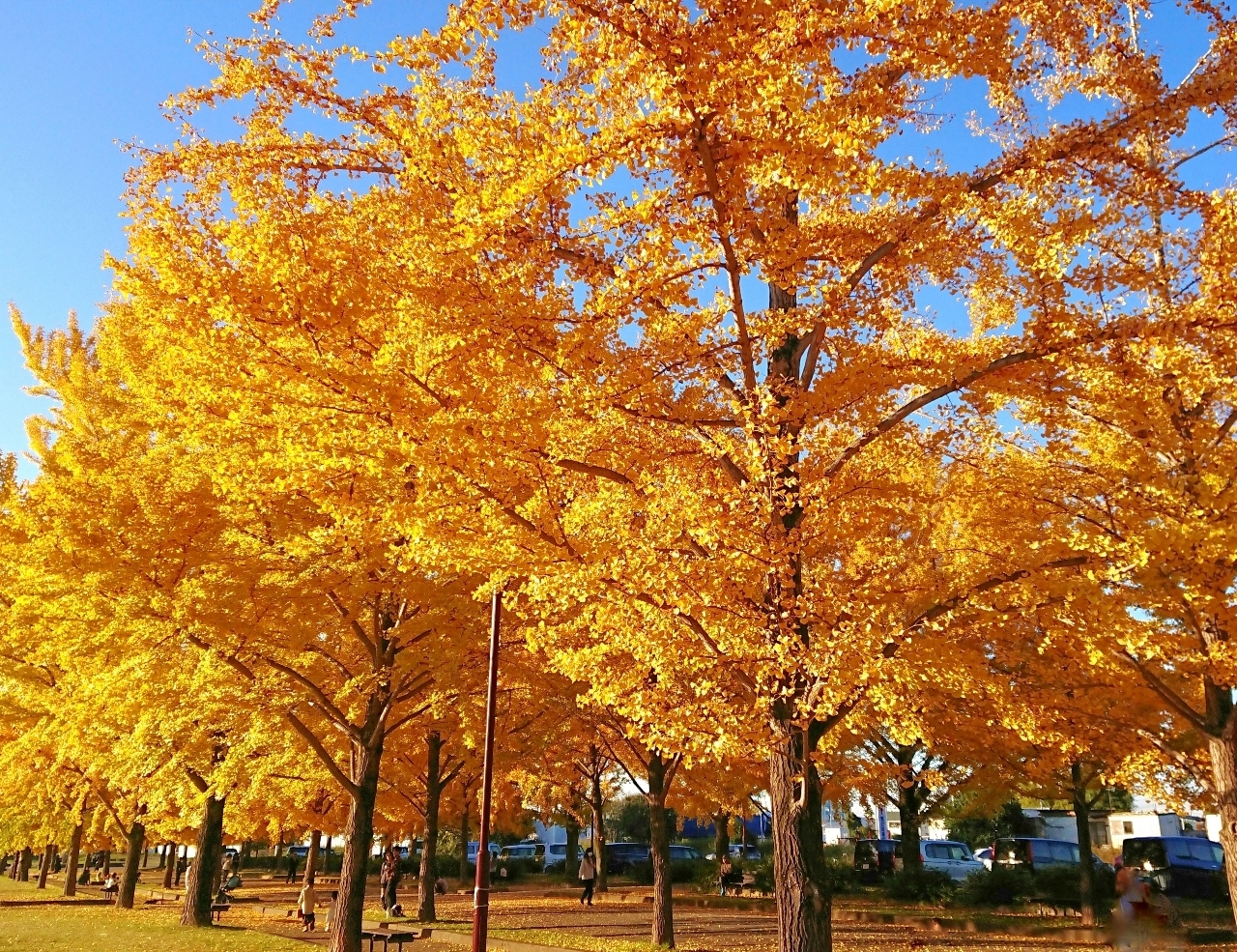 ℍ𝕚𝕤𝕒𝕞𝕒𝕣𝕦-𝕔𝕙𝕒𝕟さんが投稿した加須はなさき公園に関する口コミの画像