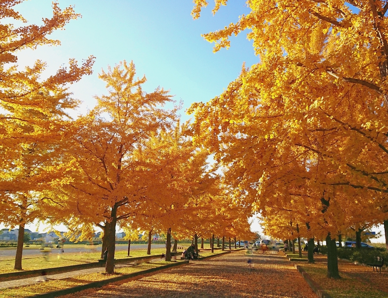 ℍ𝕚𝕤𝕒𝕞𝕒𝕣𝕦-𝕔𝕙𝕒𝕟さんが投稿した加須はなさき公園に関する口コミの画像