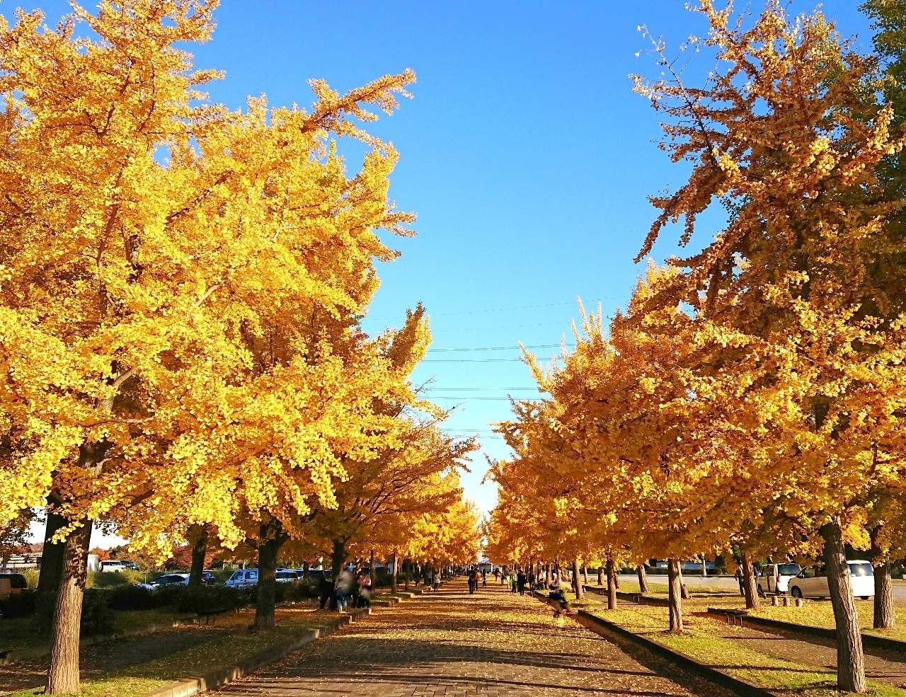 ℍ𝕚𝕤𝕒𝕞𝕒𝕣𝕦-𝕔𝕙𝕒𝕟さんが投稿した加須はなさき公園に関する口コミの画像