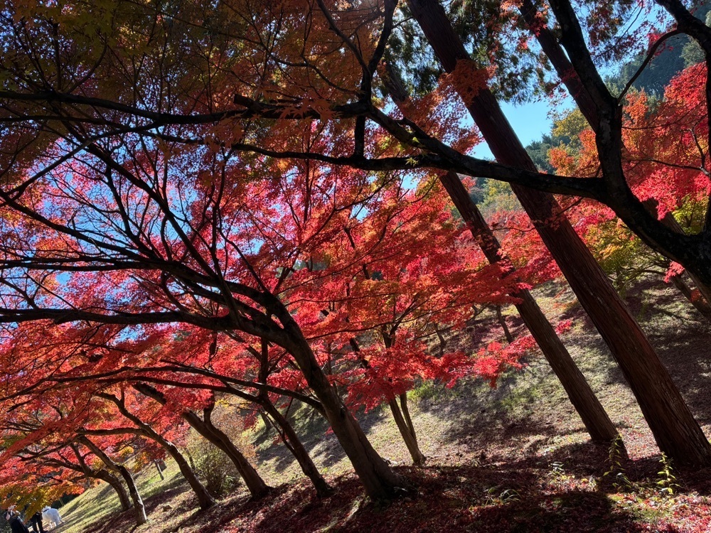 うーとらマンさんが投稿した龍泉寺（岡山県岡山市）に関する口コミの画像