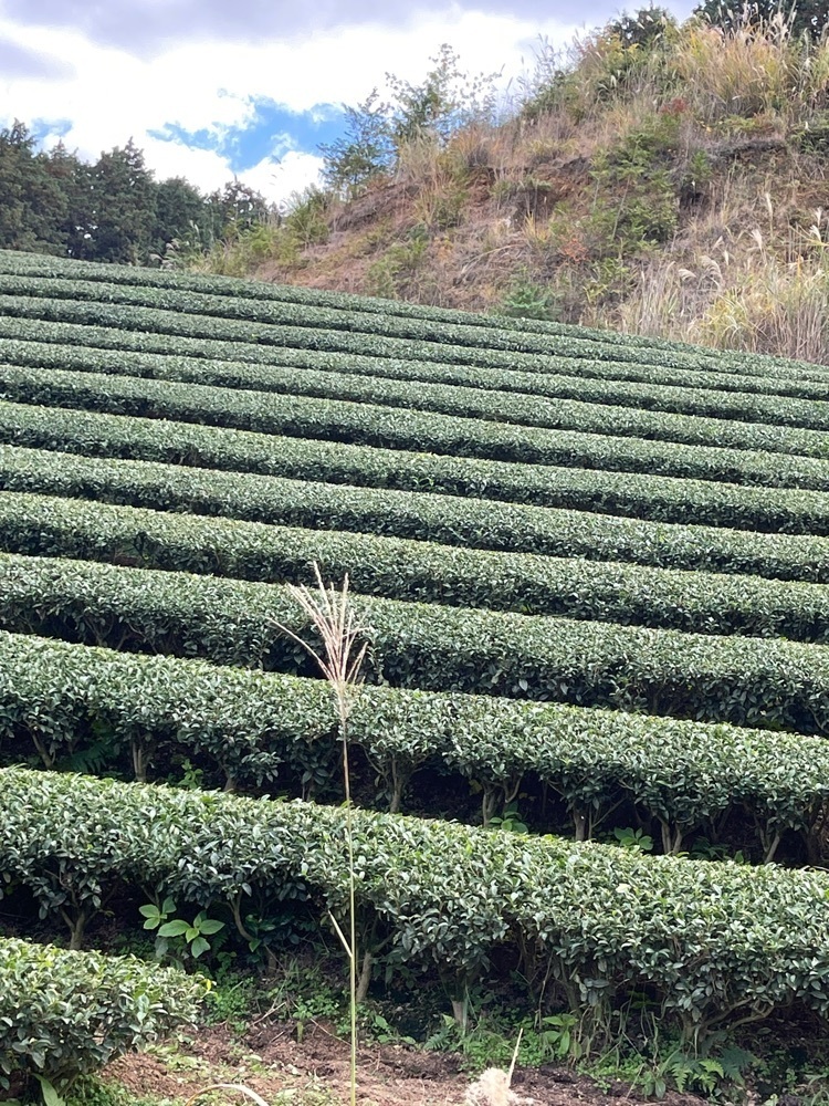 たかジィーさんが投稿した宇治茶の郷和束の茶畑に関する口コミの画像