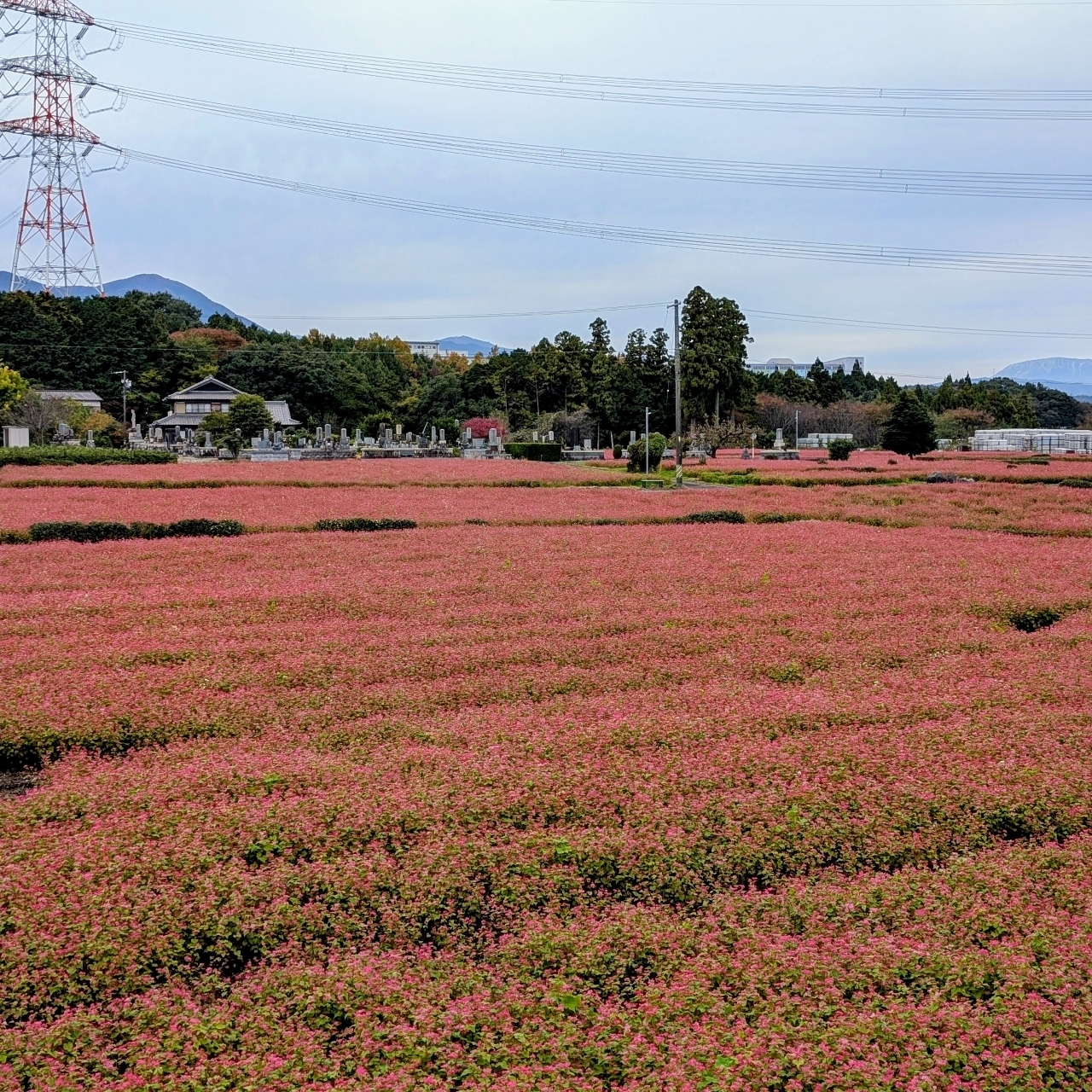ぬっくさんが投稿した手打ち処 赤そば茶屋に関する口コミの画像