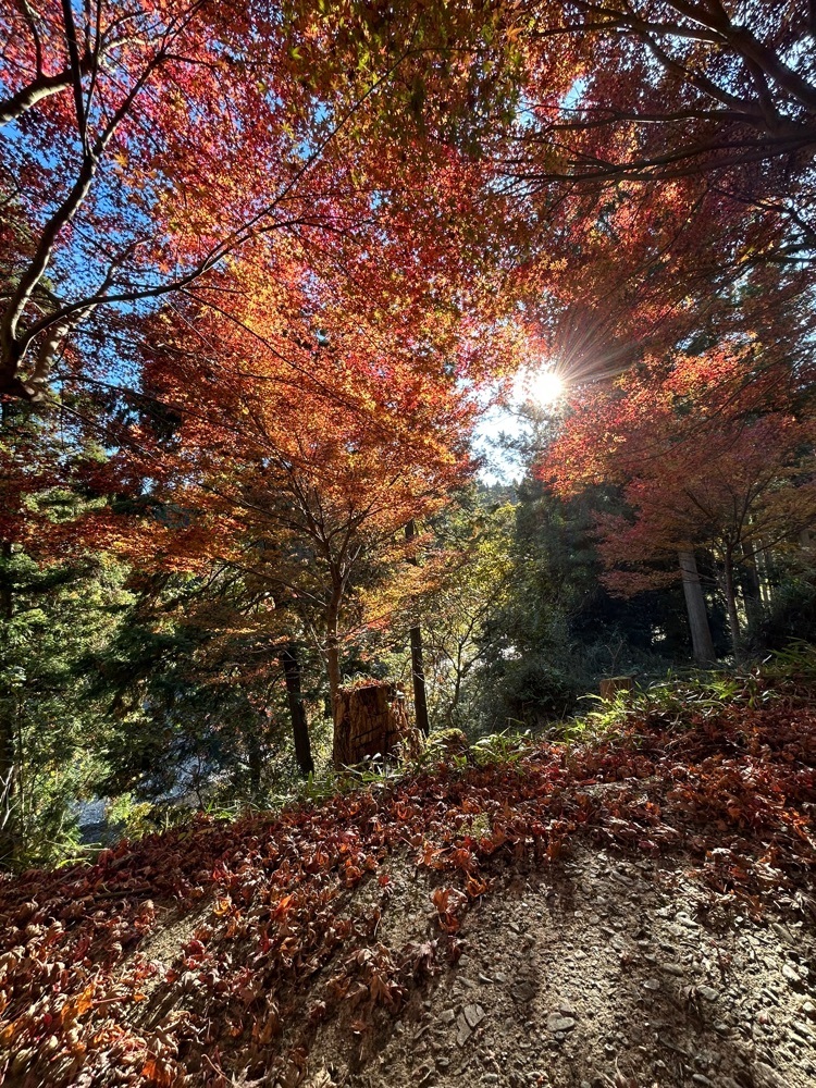 real_hiking_13e4さんが投稿した多良峡森林公園に関する口コミの画像