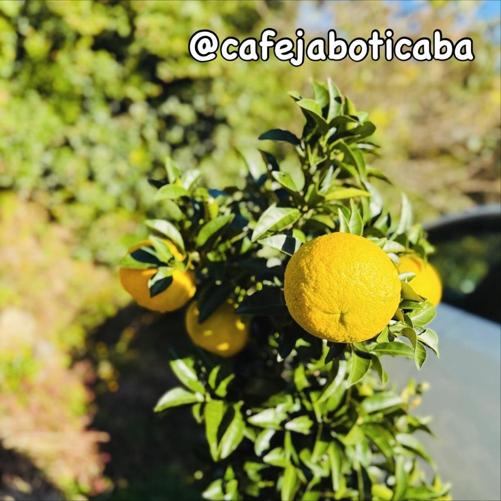 hirokororinさんが投稿したジャボチカバ（Jaboticaba）に関する口コミの画像