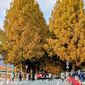 マキノ高原